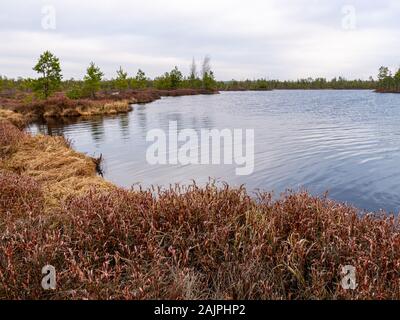 Landschaft mit roten Moose bog, kleine bog Kiefern, kleine Seen bog und Wind bewegten Wasser Stockfoto