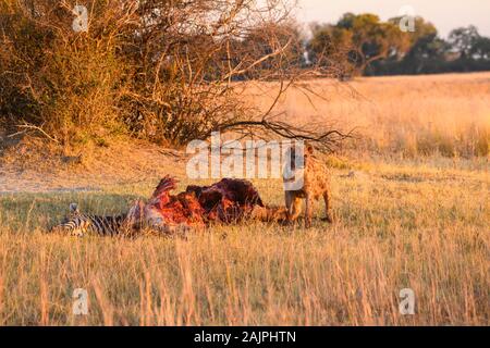 Entdeckt Hyena, Crocuta Crocuta, bei A Kill, Bushman Plains, Okavanago Delta, Botswana Stockfoto