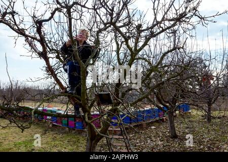 Ältere Frau, Gärtner ist in Baumkrone mit Leitern kletterte auf Beschneidung Zweige einer Frucht Baum mit astscheren im frühen Frühling, in der Nähe von Biene Kolonie, Stockfoto