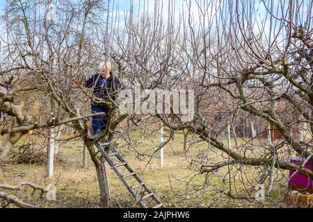 Ältere Frau, Gärtner ist in Baumkrone mit Leitern kletterte auf Beschneidung Zweige einer Frucht Baum mit astscheren im frühen Frühling. Stockfoto