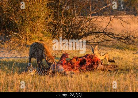 Entdeckt wurden Hyena, Crocuta Crocuta und Black-backed Jackal, Canis Mesomelas, at a Kill, Bushman Plains, Okavanago Delta, Botswana Stockfoto