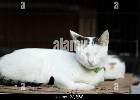 Schlafen weiße Katze. Er hat ein grünes Halsband um seinen Hals. Er hat schwarze und graue Federn auf dem Kopf. Stockfoto