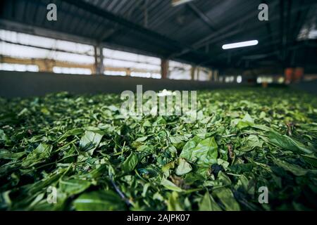 Die Trocknung der Teeblätter. Produktion in der Teefabrik, Sri Lanka. Stockfoto