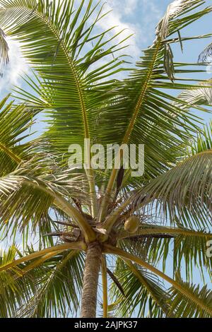 An einem bewölkten Sonnenaufgang auf dem Coconut Palm Hill in der westlichen Provinz Mirissa, Sri Lanka Stockfoto