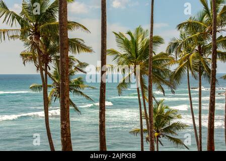 An einem bewölkten Sonnenaufgang auf dem Coconut Palm Hill in der westlichen Provinz Mirissa, Sri Lanka Stockfoto