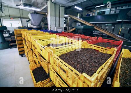 Getrocknete Teeblätter. Produktionslinie im Inneren Tea Factory, Sri Lanka. Stockfoto