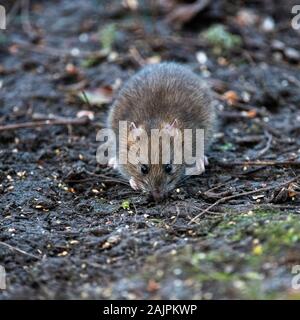 Braune Ratte Fütterung auf Birdseed Stockfoto