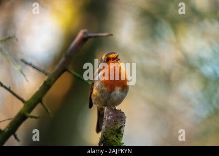 Robin Stockfoto