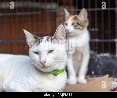 Kätzchen mit weiß und orange Muster. Mutter konzentrierte sich auf Cat. Stockfoto