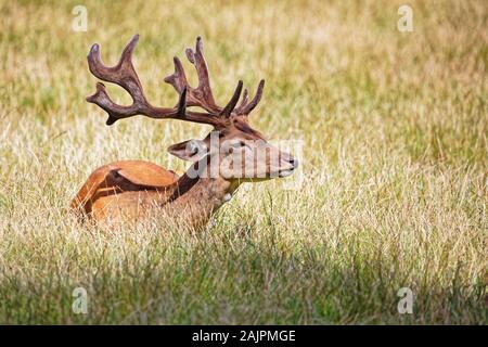 Damwild liegt auf der Wiese im Gras Stockfoto