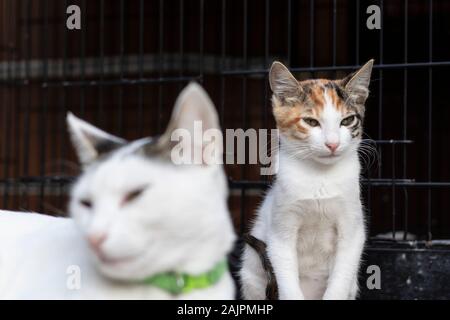 Kätzchen mit weiß und orange Muster. Mutter konzentrierte sich auf Cat. Stockfoto