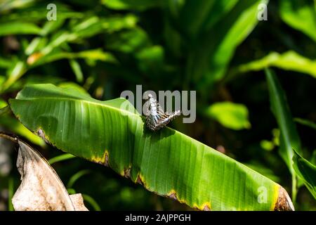 Blauer Schmetterling (blaue Segel Schmetterling) auf einem grünen palm leaf Stockfoto