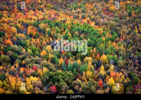 Herbst Hintergrund, Luftaufnahme von üppigen Maple Tree Forest, die Laubfärbung im Herbst in Quebec, Kanada. Stockfoto