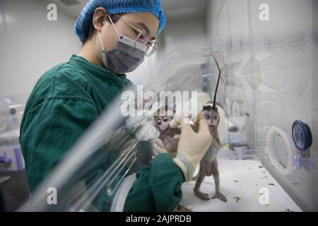 (200105) - Peking, Januar 5, 2020 (Xinhua) - ein Mitarbeiter feeds Affen mit Störungen des zirkadianen Rhythmus am Institut für Neurowissenschaften der Chinesischen Akademie der Wissenschaften in Shanghai geklont, East China, Jan. 22, 2019. China hat fünf Affen aus einem Gen geklont - Bearbeitet macaque mit Störungen des zirkadianen Rhythmus, das erste Mal mehrere Affen aus einem Gen geklont wurden - bearbeitet Affe für die biomedizinische Forschung. (Xinhua / Jin Liwang) Stockfoto