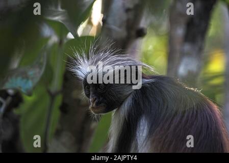 Kirks roter Colobus-Affe, Jozani Forest, Sansibar Stockfoto