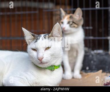 Kätzchen mit weiß und orange Muster. Mutter konzentrierte sich auf Cat. Stockfoto