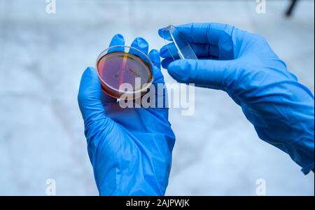 Bakterielle Forschung. Mikrobiologische Kultur Stockfoto