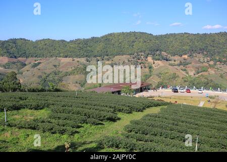 Grüner Tee Garten in Mae Salong Gegend im nördlichen Thailand Stockfoto