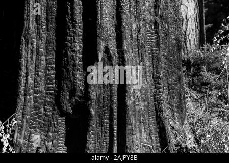 Basis der Stamm eines riesigen Baum, Sequoia sempervirens, Anzeichen eines Feuers überlebt. Diese Bäume sind angepasst an die regelmäßige Brände, die Stockfoto