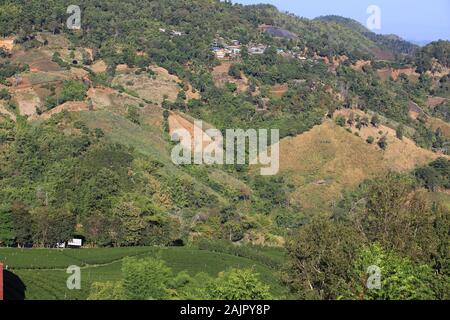 Grüner Tee Garten in Mae Salong Gegend im nördlichen Thailand Stockfoto