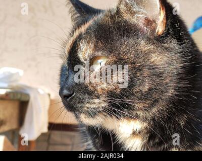 Tricolor Katze. Die Schildkrötenkatze sitzt an ihrem Platz und schaut weg Stockfoto