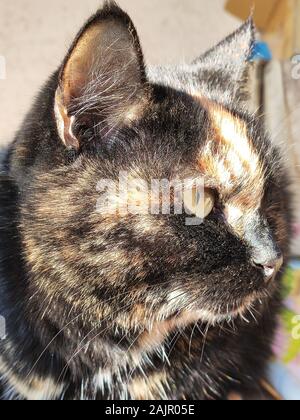 Tricolor Katze. Die Schildkrötenkatze sitzt an ihrem Platz und schaut weg Stockfoto