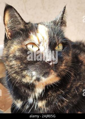 Tricolor Katze. Die Schildkrötenkatze sitzt an ihrem Platz und schaut weg Stockfoto