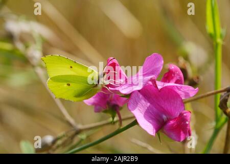 Männliche Gonepteryx rhamni, gemeinsame Zitronenfalter Fütterung auf Lathyrus latifolius, Everlasting Pea Blumen, Wales, UK. Stockfoto