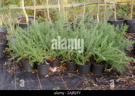 Ulex europaeus, gemeinsame Ginster, Topf gewachsen, zum Verkauf an einer Baumschule, Wales, Großbritannien Stockfoto