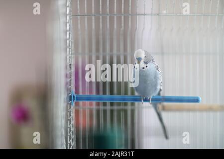 Eine wellenförmige Papagei sitzt auf einem Kunststoff Quertraverse in einem Vogelkäfig Stockfoto