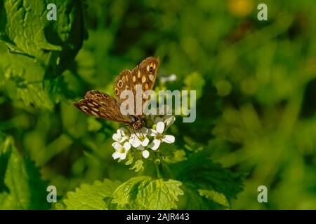 Weibliche prachtlibelle Schmetterling sitzt auf einem niedrigeren, selektiver Fokus mit Bokeh grün Hintergrund - Pararge splendens Stockfoto