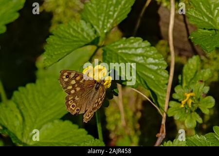 Weibliche prachtlibelle Schmetterling sitzt auf einem niedrigeren, selektiver Fokus mit Bokeh grün Hintergrund - Pararge splendens Stockfoto