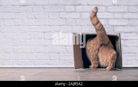 Lustige ginger cat Schritt in einem Karton, der Banner Größe mit Copyspace. Stockfoto