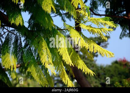 Palisanderholzbaum (Jacaranda mimosifolia), Kyrenia/Girne, Türkische Republik Nordzypern Stockfoto