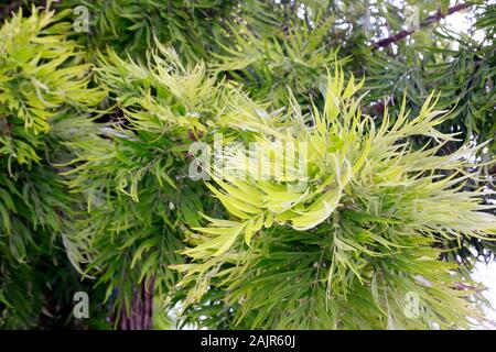 Laub einer australischen Silbereiche (Grevillea robusta), Kyrenia/Girne, Türkische Republik Nordzypern Stockfoto