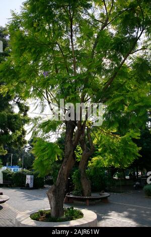 Palisanderholzbaum (Jacaranda mimosifolia), Kyrenia/Girne, Türkische Republik Nordzypern Stockfoto