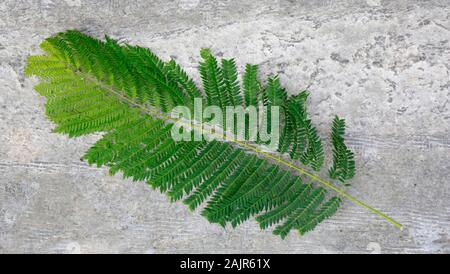 Palisanderholzbaum (Jacaranda mimosifolia), Kyrenia/Girne, Türkische Republik Nordzypern Stockfoto