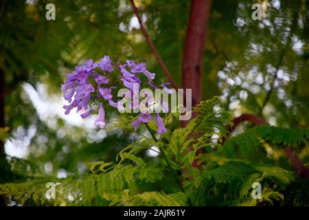 Palisanderholzbaum (Jacaranda mimosifolia), Kyrenia/Girne, Türkische Republik Nordzypern Stockfoto