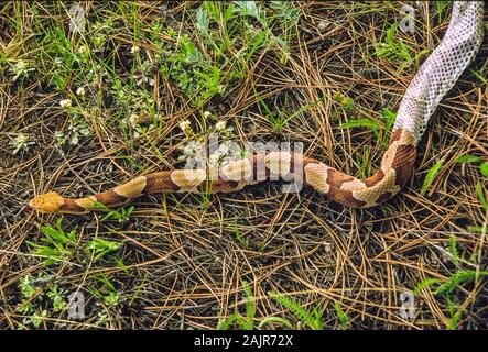 Copperhead snake Shedding seine Haut; Agkistrodon contortrix. Stockfoto