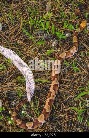 Copperhead snake Shedding seine Haut; Agkistrodon contortrix. Stockfoto