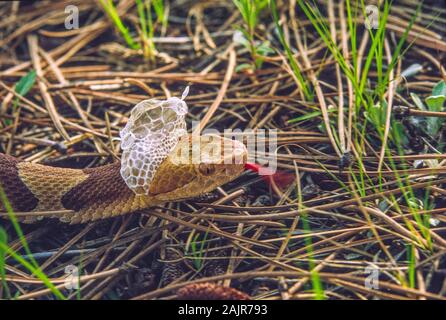 Copperhead snake Shedding seine Haut; Agkistrodon contortrix. Stockfoto