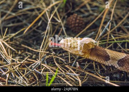 Copperhead snake Shedding seine Haut; Agkistrodon contortrix. Stockfoto