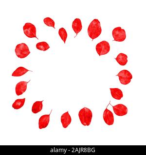 Festliche Blumen flach Zusammensetzung der roten Eukalyptus Blätter auf weißem Hintergrund, Ansicht von oben. Stockfoto