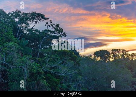 Sonnenuntergang mit tropischen Bäumen im Regenwalddach. Das flussbecken und der Dschungel des amazonas, wie im Yasuni-Nationalpark, Ecuador, zu sehen. Stockfoto