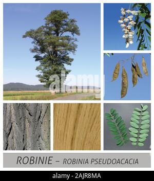 Robinia, Akazie, Schamakazie, Robinia pseudoacacia, Falsche Akazie, Locust Tree, Black Locust Stockfoto
