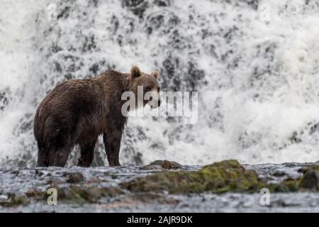 Reifen Küsten Braun (Grizzly) Bär (Ursus arctos Horribilis) vor einem Wasserfall im südöstlichen Alaska, USA. Stockfoto