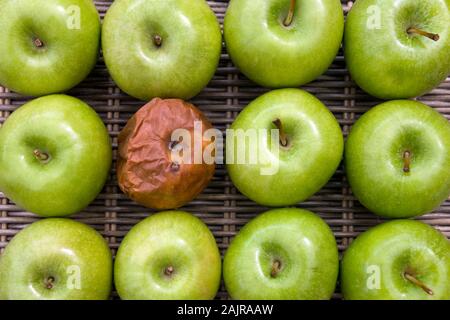 Einen schlechten Apfel - einen faulen Apfel in einer Gruppe von einem Dutzend äpfel. Stockfoto