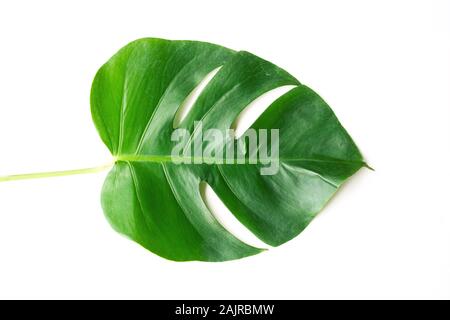 Dunkelgrün Monstera große Blätter isolieren, philodendron tropischen Pflanzen Pflanze, die in den Wilden auf weißem Hintergrund mit freistellungspfad Konzept für Flach Stockfoto