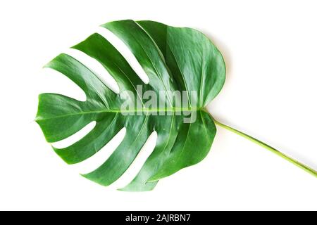 Dunkelgrün Monstera große Blätter isolieren, philodendron tropischen Pflanzen Pflanze, die in den Wilden auf weißem Hintergrund mit freistellungspfad Konzept für Flach Stockfoto