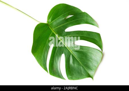 Dunkelgrün Monstera große Blätter isolieren, philodendron tropischen Pflanzen Pflanze, die in den Wilden auf weißem Hintergrund mit freistellungspfad Konzept für Flach Stockfoto